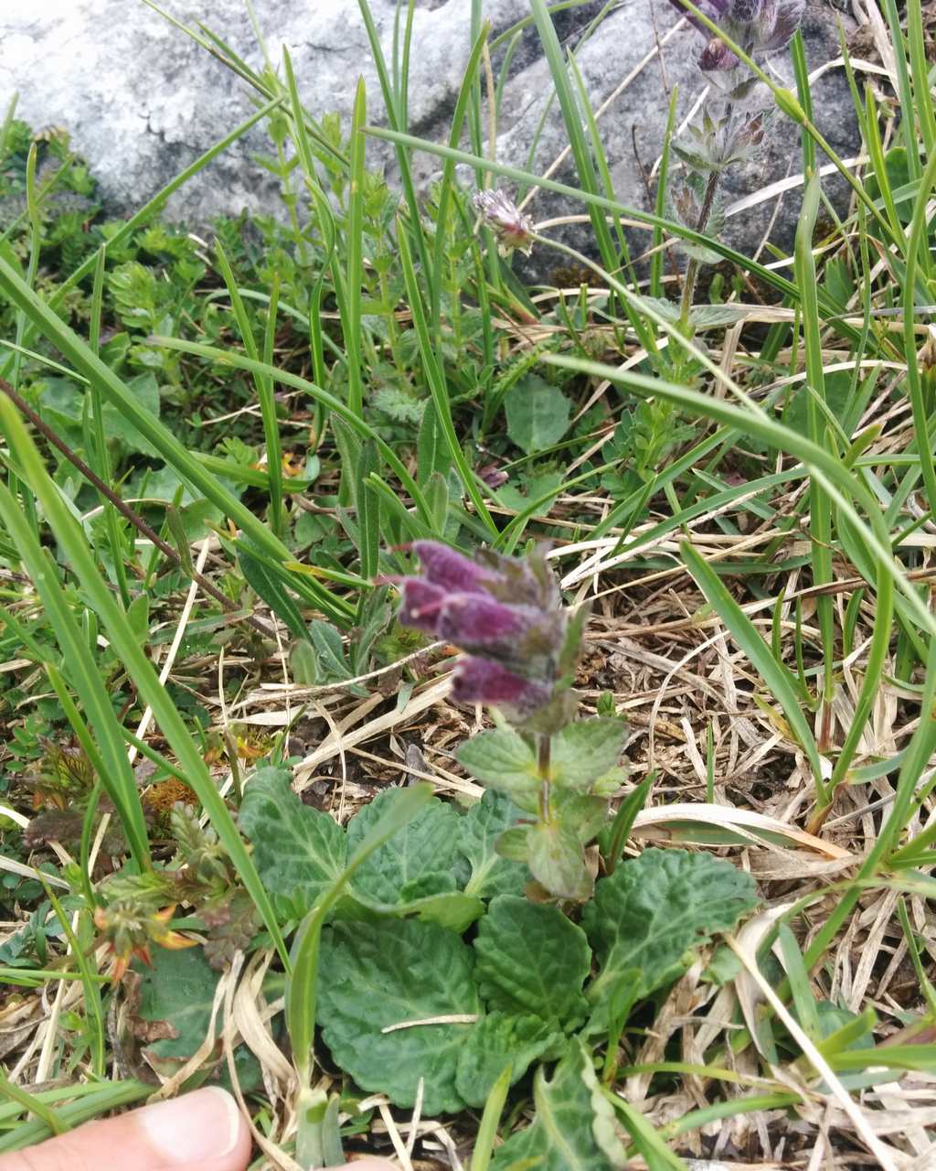 Bartsia alpina